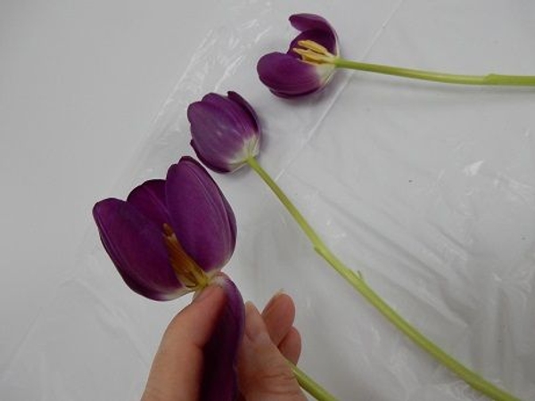 Carefully remove two petals from a second tulip to open up that flower cup Carefully remove two petals from a second tulip to open up that flower cup