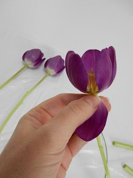 Carefully remove two petals from the first tulip Carefully remove two petals from the first tulip