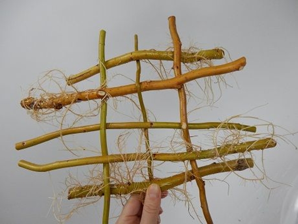 Carefully wiggle the stems closer together Carefully wiggle the stems closer together