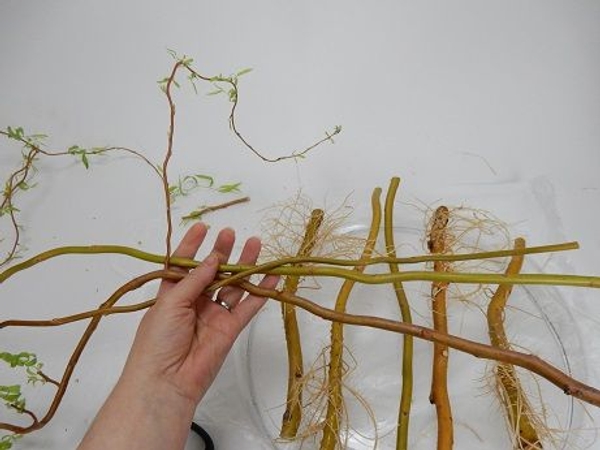 Choose three more stems that are thinner with well developed new growth Choose three more stems that are thinner with well developed new growth