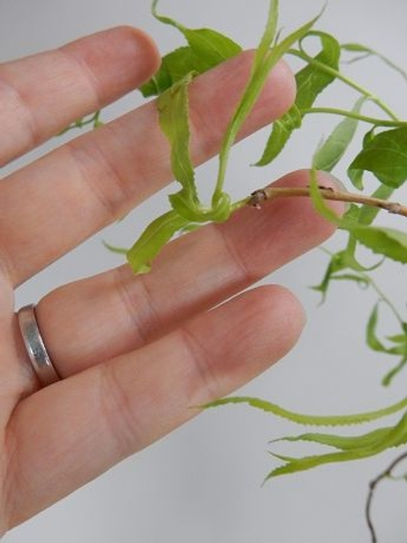 Cut at a sharper angle as when pruning so that the bud appears to be at the end of the stem Cut at a sharper angle as when pruning so that the bud appears to be at the end of the stem