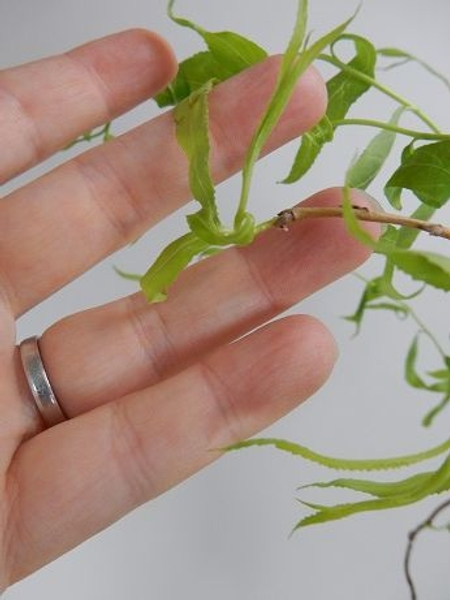 Cut at a sharper angle as when pruning so that the bud appears to be at the end of the stem