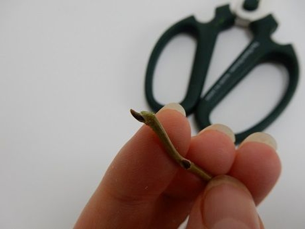 Cutting a stem to prune Cutting a stem to prune