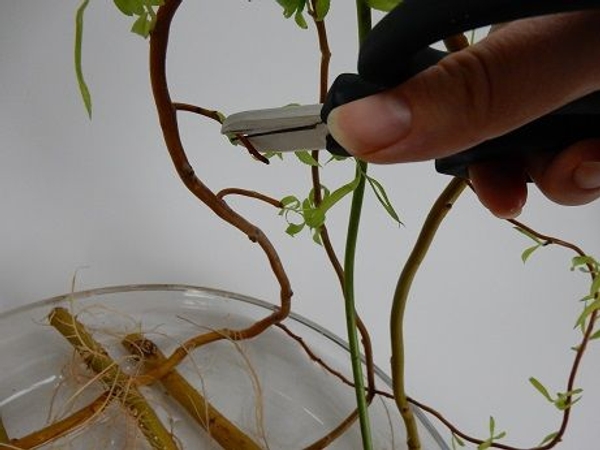 Cutting stems for floral art