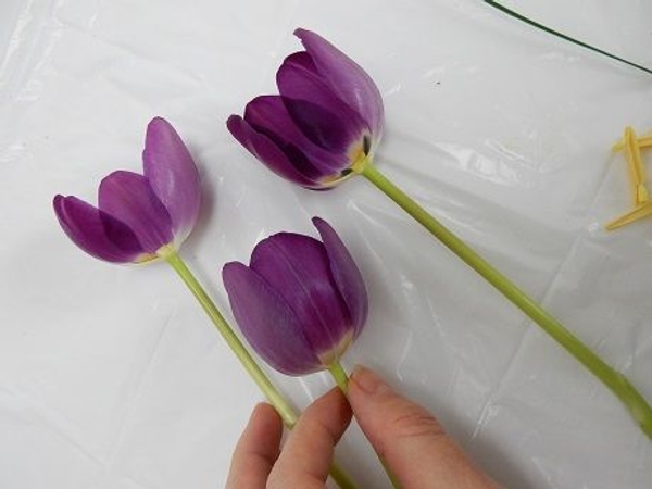 Do the same with the other ope cup Tulip Do the same with the other ope cup Tulip