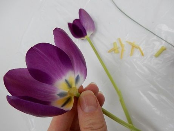 Flat surface inside the tulip Flat surface inside the tulip