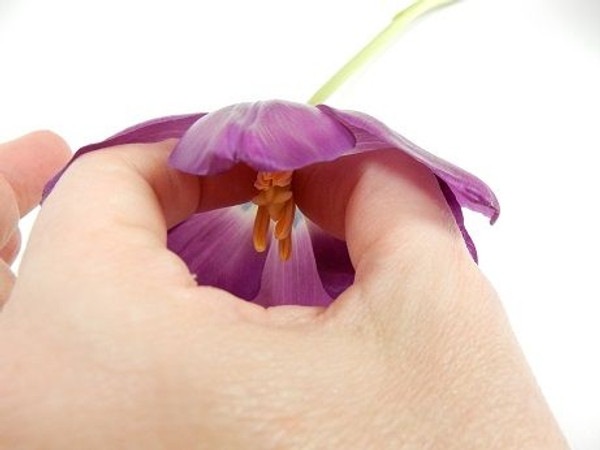 I used to just reach into the flower and pinch away the stamen as a little girl I used to just reach into the flower and pinch away the stamen as a little girl