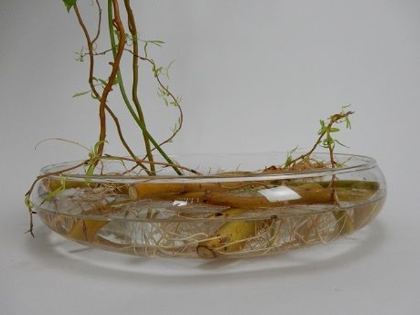 Make sure that each stem has access to the water Make sure that each stem has access to the water