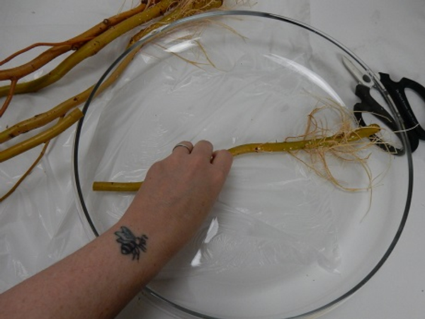Measure and cut the willow stems to fit in a shallow glass container