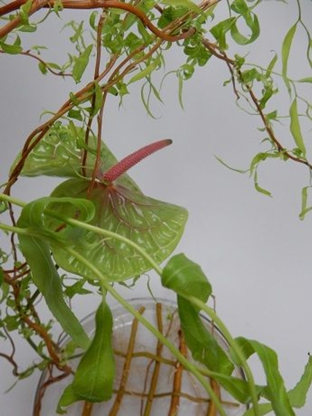 New growth on the willow stems