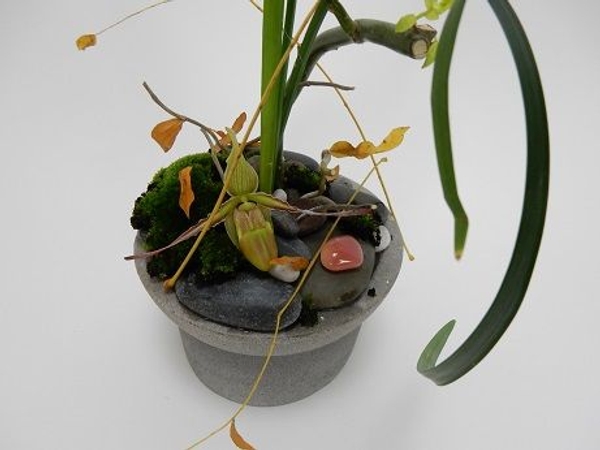 Orchid and pebbles Orchid and pebbles