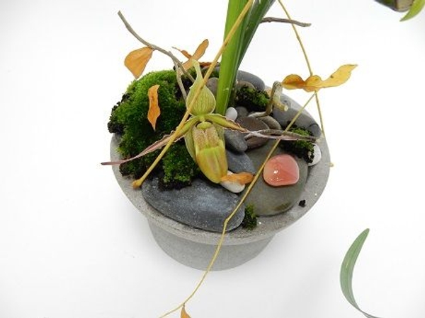 Phragmipedium longifolium orchid Phragmipedium longifolium orchid