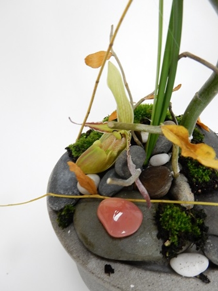 Phragmipedium orchid with twigs, pebbles and moss Phragmipedium orchid with twigs, pebbles and moss