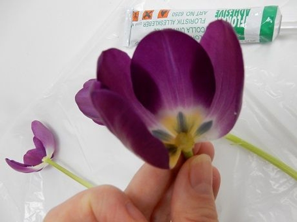 Place a tiny drop of glue on the wound Place a tiny drop of glue on the wound