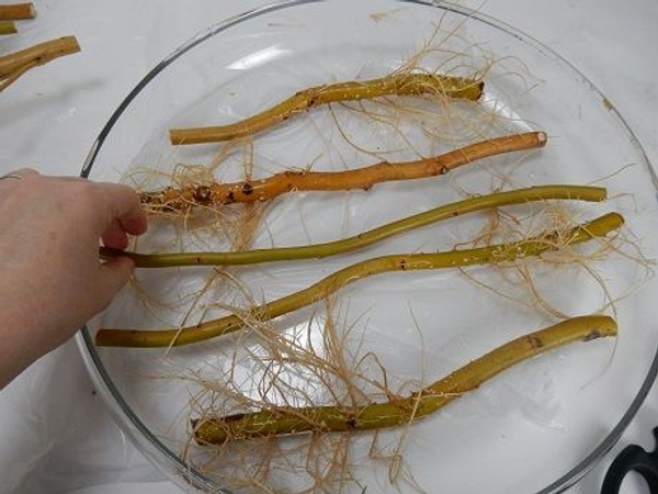 Place five stems in the container Place five stems in the container