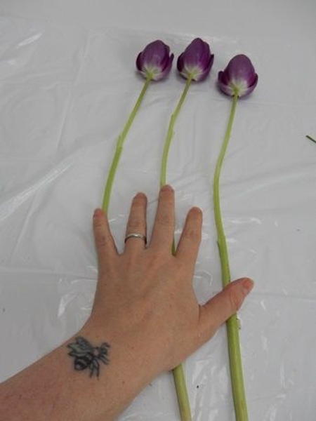 Place the stems on a working surface to match Place the stems on a working surface to match
