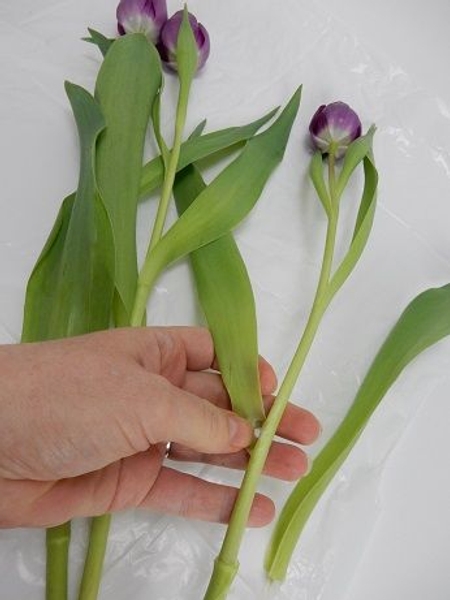 Remove all the foliage from the stems Remove all the foliage from the stems
