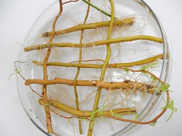 Scoop out any loose roots or foliage that dropped down in the water Scoop out any loose roots or foliage that dropped down in the water