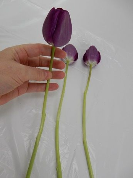 Set the cleaned stems on a flat working surface Set the cleaned stems on a flat working surface