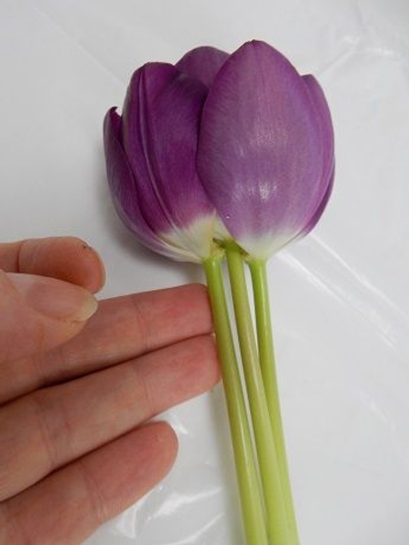 Set the three stems down on a working surface Set the three stems down on a working surface