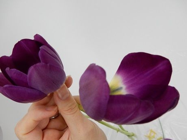 Slip those two tulips into the second open cup of the flower head Slip those two tulips into the second open cup of the flower head