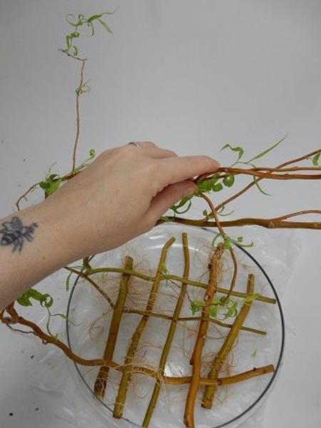 Start to manipulate the branches. Start to manipulate the branches.