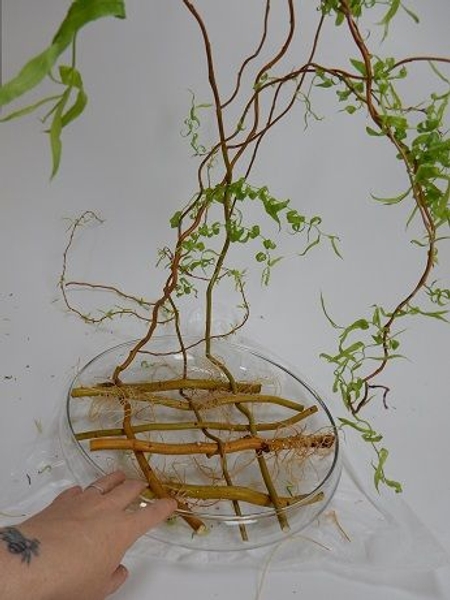 Then slowly manipulate each branch to flop over to the front of the container Then slowly manipulate each branch to flop over to the front of the container
