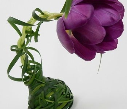 Tiptoe through the Tulips Tiptoe through the Tulips