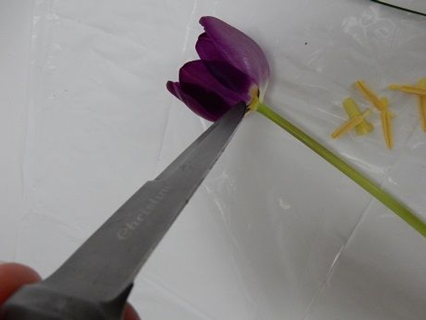 Use a knife and cut the stamen away to create a flat surface Use a knife and cut the stamen away to create a flat surface