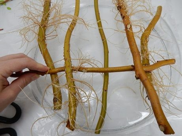 Weave the stem through the rooted stems Weave the stem through the rooted stems