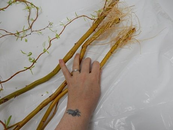 Willow with roots on it Willow with roots on it