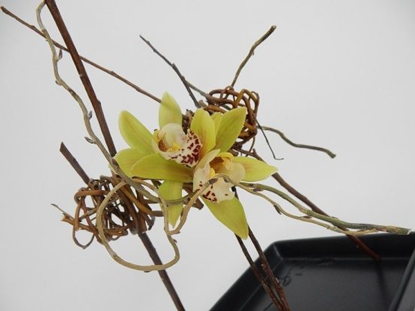 Boat orchids and willow twigs Boat orchids and willow twigs