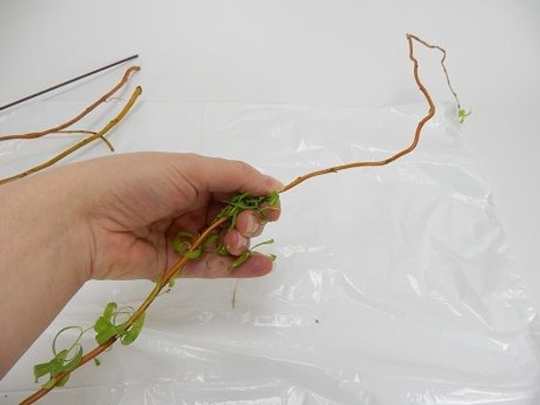 Cup your hand lightly over the stem that you want to strip. Cup your hand lightly over the stem that you want to strip.