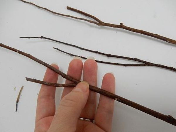 Cut a few twigs with natural forks Cut a few twigs with natural forks