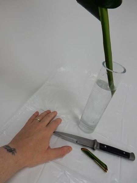 Cut the stem at an angle and set it in water Cut the stem at an angle and set it in water