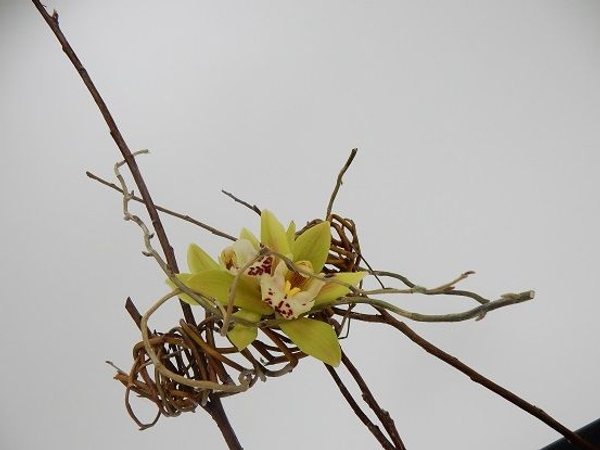 Cymbidium orchids in a willow armature Cymbidium orchids in a willow armature