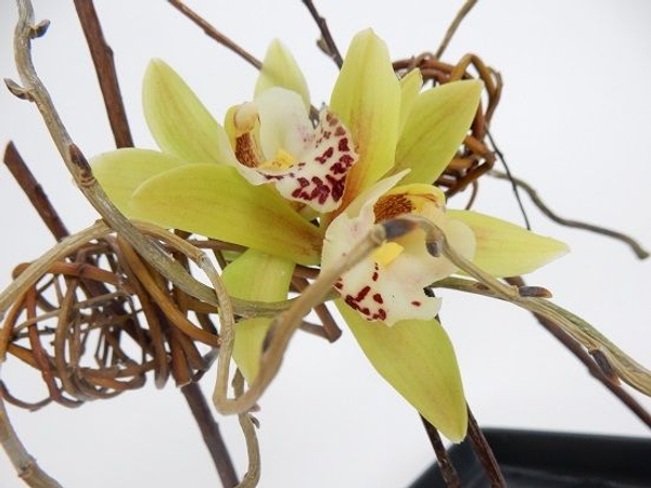 Cymbidium orchids