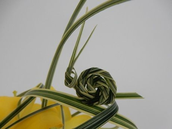 Grass snail Grass snail