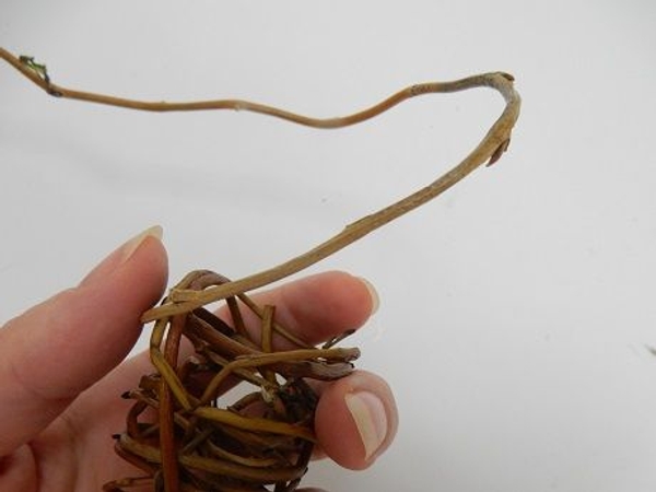 Just hook the next stem into the armatura and wrap Just hook the next stem into the armatura and wrap