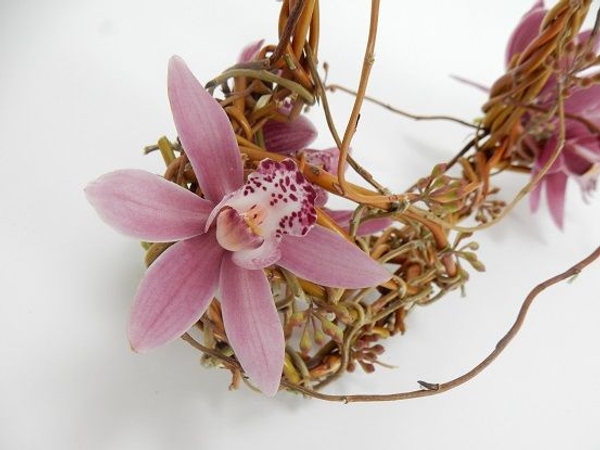 Pink boat orchid Pink boat orchid
