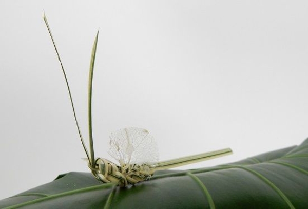 Skeleton leaf wings for foliage butterflies Skeleton leaf wings for foliage butterflies