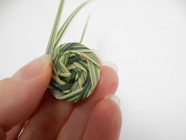 Snail shell spiral Snail shell spiral