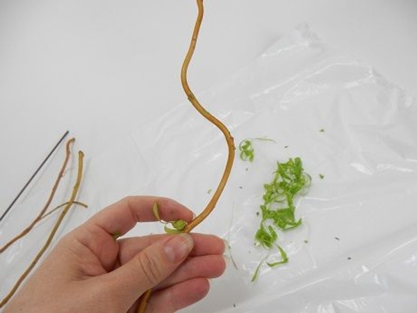 The delicate stems bend down and simply snaps of cleanly The delicate stems bend down and simply snaps of cleanly