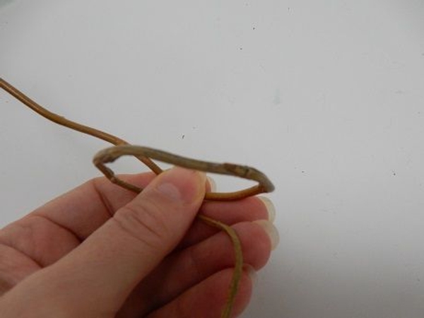 Twirl a long willow twig Twirl a long willow twig