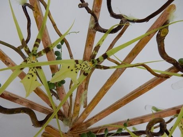 Brassia orchid and stir stick fan Brassia orchid and stir stick fan
