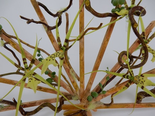 Brassia orchids, string of pearl succulents and hazel twig bridal fan Brassia orchids, string of pearl succulents and hazel twig bridal fan