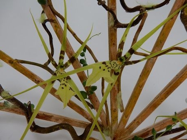 Brassia orchids Brassia orchids