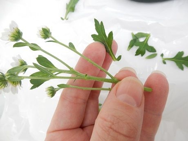 Chrysanthemums have a woody stem. Chrysanthemums have a woody stem.