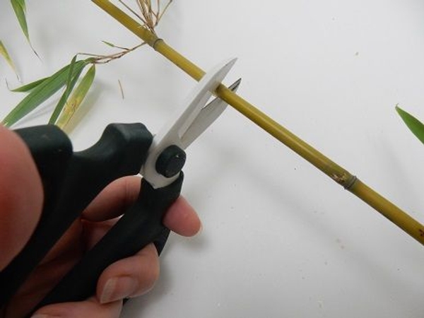 Cut three sections of bamboo. Cut three sections of bamboo.