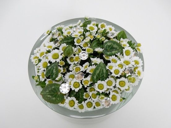 Cyclaman and Chrysanthemum Cyclaman and Chrysanthemum